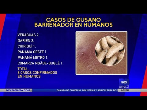 MINSA confirma seis nuevos casos de gusano barrenador en humanos