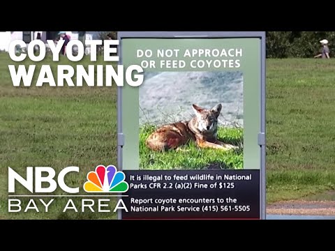 Coyote warning issues at Crissy Field