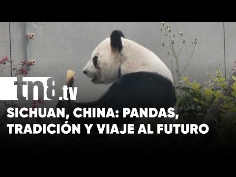 Viaje al Corazón de China: Pandas, Industria y la Historia Viva de Sichuan