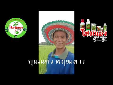แสง ชูรัตน์0624129596 เพื่อสุขภาพ โสมแดงใช้กับนาข้าว0624129596 แสง ชูรัตน์0624129596 เพื่อสุขภาพ โสมแดงใช้กับนาข้าว0624129596