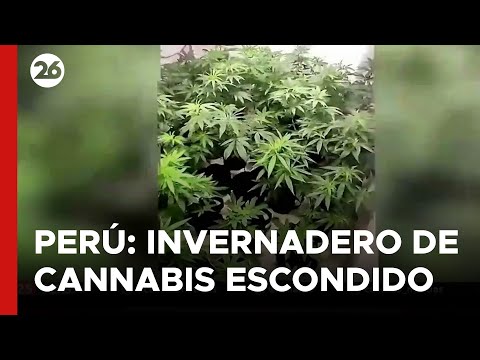 PERÚ | La policía descubre un invernadero de cannabis escondido detrás de una heladera