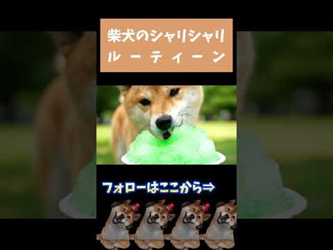 柴犬のおやつルーティーン #shorts
