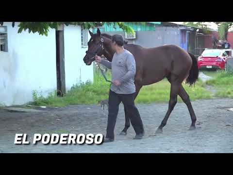 Pedro González habla sobre EL PODEROSO - Clásico Puerto Rico Futurity