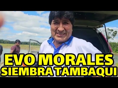 EVO MORALES CONTINUAN SEMBRANDO TAMBAQUI EN SU CHACO DE SAN FRANCISCO..