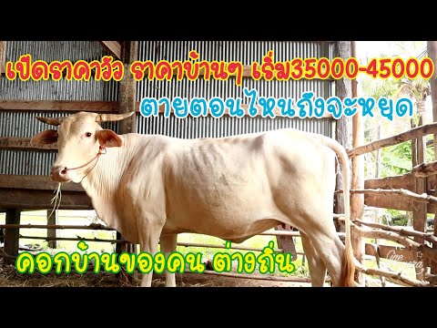 0965811036-ช้าอดเปิดsาคาหน้าคอ 0965811036-ช้าอดเปิดsาคาหน้าคอ