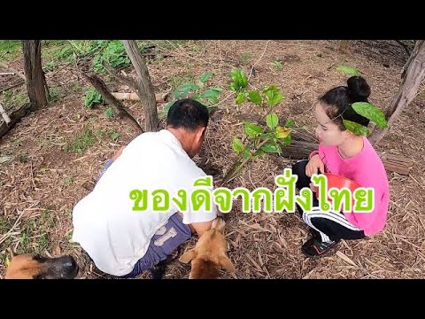 ต้นไม้หายากจากฝั่งไทยพ่อดีใจจน ต้นไม้หายากจากฝั่งไทยพ่อดีใจจน