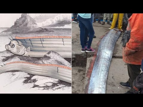 Capturan a gigante pez remo que podría presagiar terremotos y tsunamis
