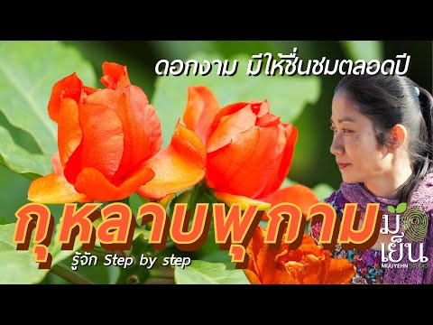 กุหลาบพุกามดอกงามมีให้ชื่นชม