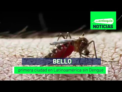 Bello, primera ciudad en Latinoamérica sin Dengue - Teleantioquia Noticias