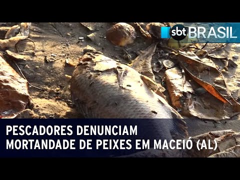 Pescadores denunciam mortandade de peixes onde poço da Braskem desmoronou | SBT Brasil (09/01/24)