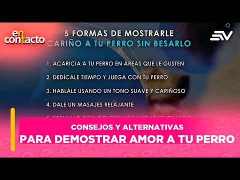 Consejos y alternativas para demostrar amor a tu perro | En Contacto | Ecuavisa