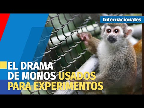Más de 100 monos liberados de la crueldad de un laboratorio en Colombia