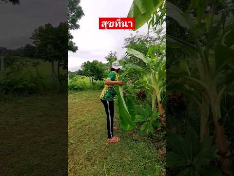 เมนูอะไรดีธรรมชาติบ้านนาพาสุ