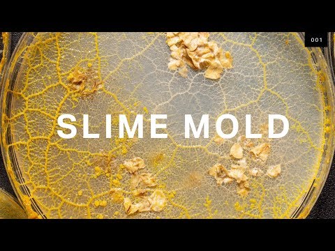 Slime Mold Intelligence, Open Source, and Self-Organization