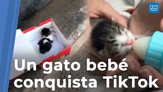 Salvan a gatito callejero y ahora es furor en TikTok