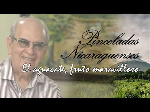 Pinceladas Nicaragüenses - El aguacate, fruto maravilloso