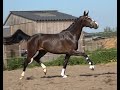 حصان الفروسية supermooie dressuurmerrie met veel beweging