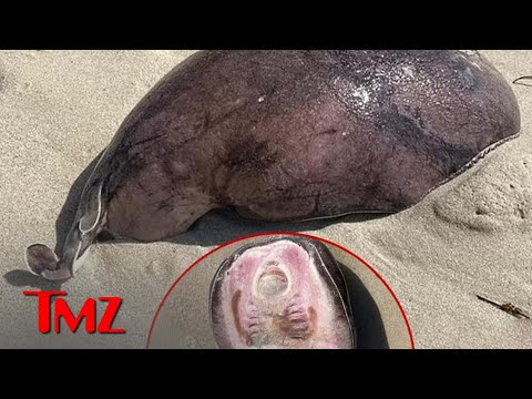 Coffin Ray Creature Washes Ashore on Australian Beach, Seems Otherworldly | TMZ TV