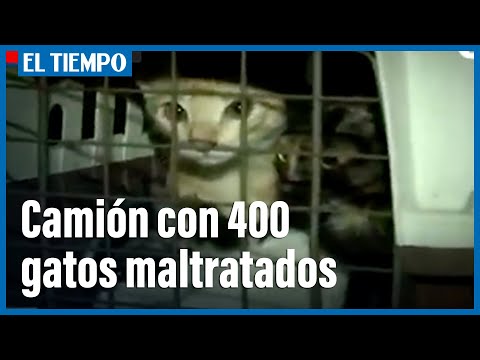 Llegaron a Bogotá 400 gatos en precarias condiciones sanitarias y algunos muertos