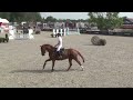 Show jumping horse 5-jarige ruin