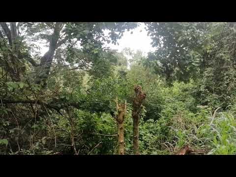 El canto de las aves. yamadas chachalaca.