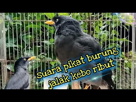 Suara Pikat Burung Jalak Kebo Ribut