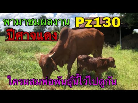 พามาชมผลงาน-พ่อพันธุ์ปีศาจแดงP พามาชมผลงาน-พ่อพันธุ์ปีศาจแดงP