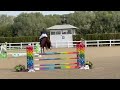 Show jumping horse Springtalent van Komme Casall TN