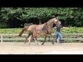 Dressuurpaard Oldenburg Elite Colt by Franklin - New video