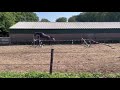 المتجول 3 jarig damespaard allrounder