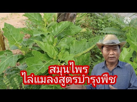 สมุนไพรไล่แมลงสูตรบำรุงพืช สมุนไพรไล่แมลงสูตรบำรุงพืช
