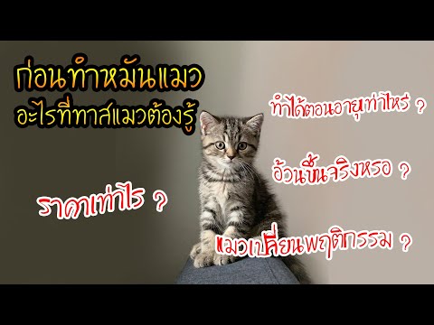 5ข้อต้องรู้ทำหมันแมวที่ทาสแ