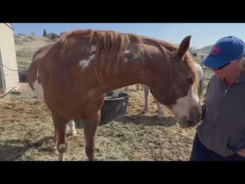Loveland woman rescues horses from slaughter