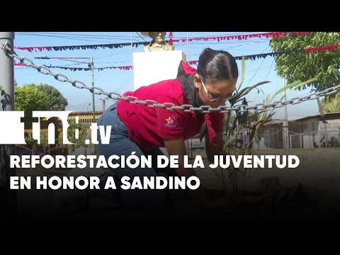 Reforestación y grafitis realiza Juventud Sandinista en honor a Sandino