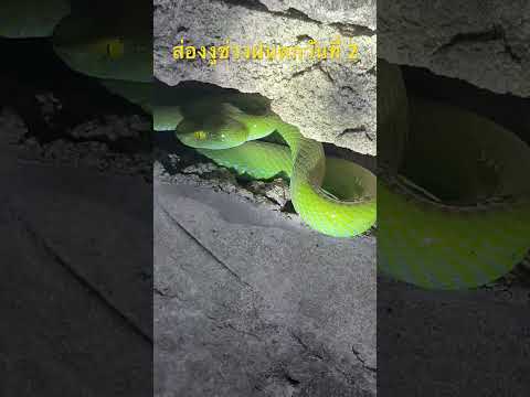 อันตรายมาก!!งูพิษนอนในซอกอิฐ
