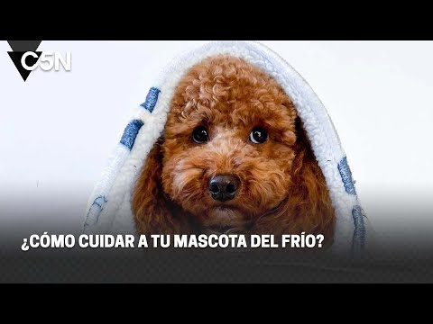 ¿CÓMO CUIDAR a tu MASCOTA del FRÍO?