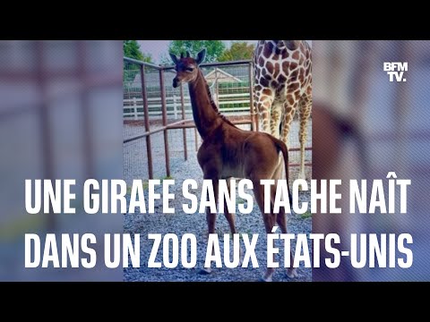 Une girafe sans tache naît dans un zoo aux États-Unis