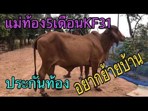 แม่ท้อง5เดือน-พ่อKF31ประกันท้อ แม่ท้อง5เดือน-พ่อKF31ประกันท้อ