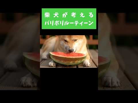 柴犬のおねだりルーティーン