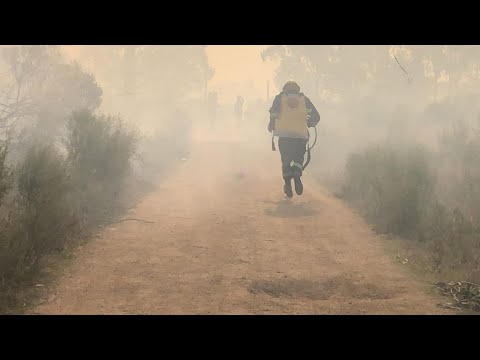 Bomberos trabaja para extinguir incendio en El Pinar, más de 100 hectáreas se vieron afectadas