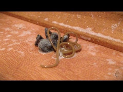 WTF IS THIS?!? (ORIGINAL SPIDER WORM)