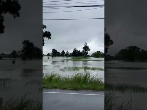 น้ำท่วมนาข้าว-ภูสิงห์-ศรีสะเกษ น้ำท่วมนาข้าว-ภูสิงห์-ศรีสะเกษ