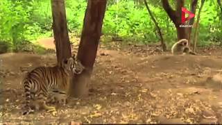 فيديو:قرد مشاغب أشبع نمرين صغيرين ضربا” و “بهذلة”