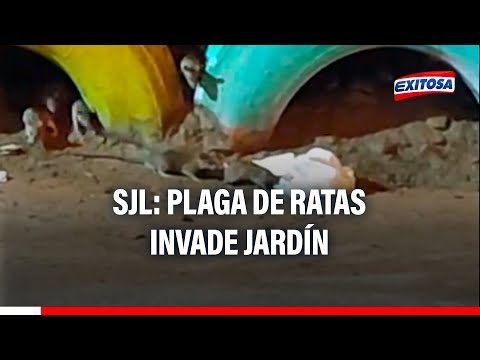 San Juan de Lurigancho: Plaga de ratas invade jardín