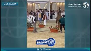 هجوم حصان في حفل استعراض