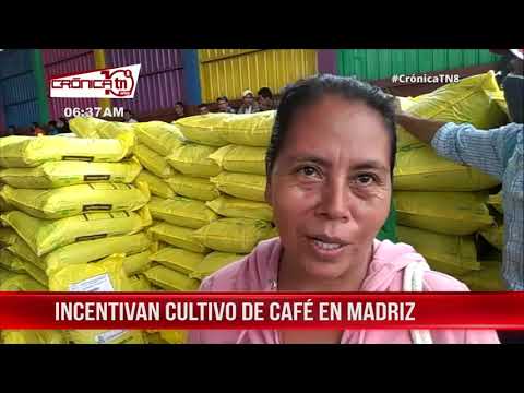 Incentivan producción de café en municipios de Madriz - Nicaragua