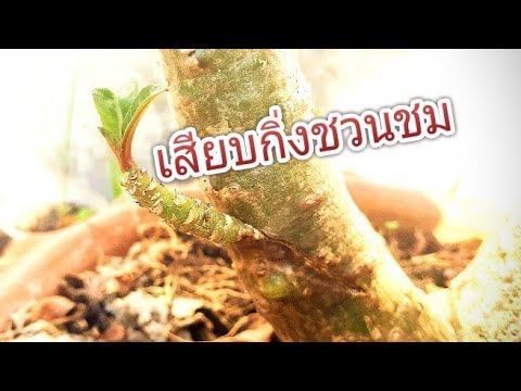 เสียบกิ่งชวนชม-ไม้มงคลเสริมโชค เสียบกิ่งชวนชม-ไม้มงคลเสริมโชค
