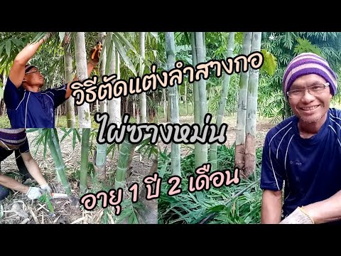 ไผ่ซางหม่นหนึ่งปีสองเดือน-วิธี ไผ่ซางหม่นหนึ่งปีสองเดือน-วิธี