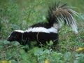 Darrell Pope - Kansas Tea Party ad depicts Obama as a skunk