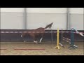 Horse Talentvol springpaard uit goede stam